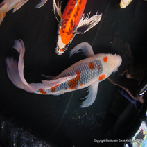 Butterfly Koi